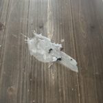 szybko zetrzyj wosk papierowym ręcznikiem