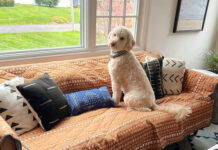 Sierść psa na kanapie – opcje na czystą tapicerkę bez frustracji Sierść psa na kanapie