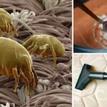 odkurz materac przeciw roztoczom